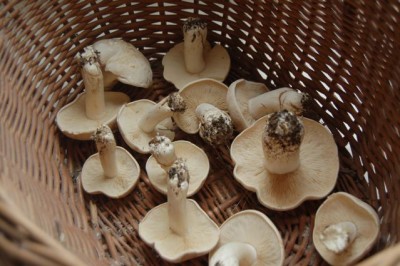 St George's Mushrooms