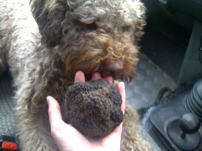 Enormous truffle