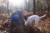 Woodland Dog